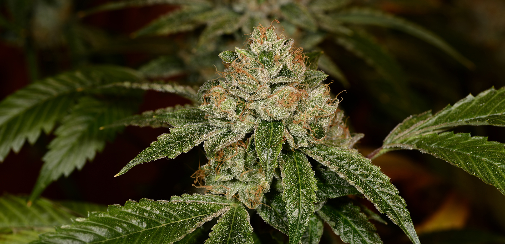 Old Gold Gardens Brass Monkey Leafly